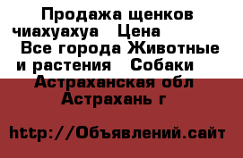 Продажа щенков чиахуахуа › Цена ­ 12 000 - Все города Животные и растения » Собаки   . Астраханская обл.,Астрахань г.